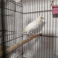 قناری نر سفید مست