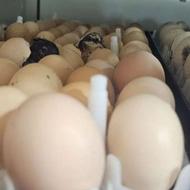 قبول تخم نطفه دار