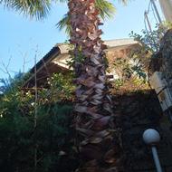 درخت پالم بلند