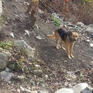 واگذاری سگ ژرمن نگهبان