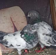 دو جفت کبوتر فروشی قیمت عالی