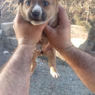 واگذارتوله بیتبول