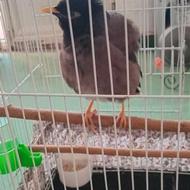 مرغ مینا پرنده