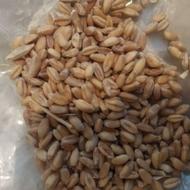 فروش‌کاه‌سفید