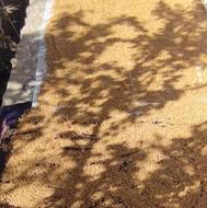 گندم قورقا یک میان وعده سالم