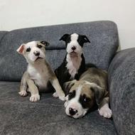 واگذاری حیوان خانگی سگ