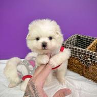 واگذاری سگ‌مینیاتوری تیکاب پشمالو سایز صفر 3 ماهه