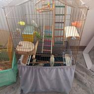 مرغ عشق 8 عدد با دو عدد قفس