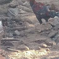 دوعدد خروس لاری