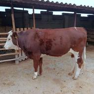 تلقیح مصنوعی گاو