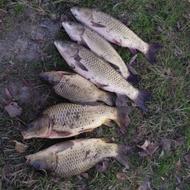 فروش ماهی کپور دم قرمز کیفیت عالی بعلت تغییر شغل