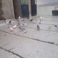 کفتر گرفتنی خوب