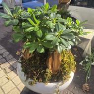 همکارجهت کار در گلفروشی