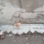 مرغ لاری نژاددار