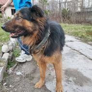 واگذاری سگ دورگ ژرمن