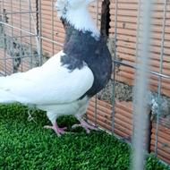 ماده سیاه واکسی کاکل طوقی عالی