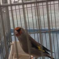 فروش سه‌ر ه مست