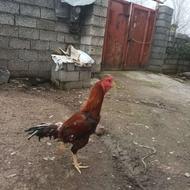 تعویض نژاد فروش جوجه کش