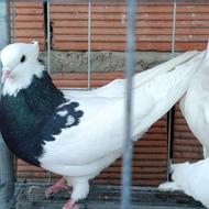 ماده طوقی سیاه مولد. غلط داره یکم