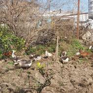 غاز اکراینی