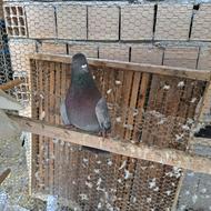 کبوتر سبز بلند پرواز