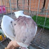 نر طوقی درجه یک کبوتر هفت رنگ هست بدون غلط