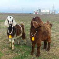 یک جفت مآده بزغاله خوش خوراک مرتب