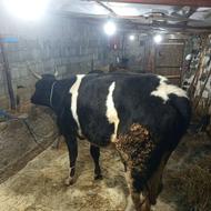 گاو و گوساله ماده خوشگل