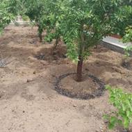 تیلر زنی و سمپاشی باغ و باغچه قیمت مناسب