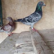 کبوتر مگسی.