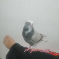 کبوتر اب عرب مایا گزن