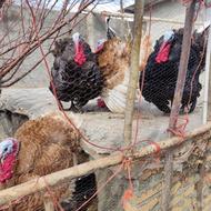 بوقلمون نر محلی