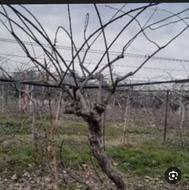 حرص باغ کیوی