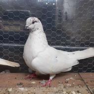 کبوتر پرشی .