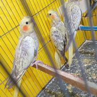 عروس هلندی جفت. و نر و ماده