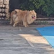 واگذاری توله پامر 35 روزه از این پدر و مادر