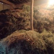 فروش یونجه خالص 150 عدد