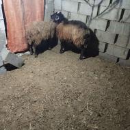 2 تا بره افشاری پشم کهنه هیکلی ث