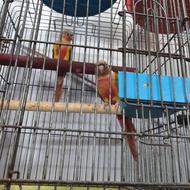 گرینچیک های مولد در پرنده سرای ابوالفضل