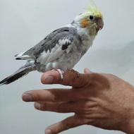 عروس هلندی نر سخنگو