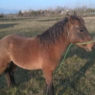 یک عدد اسب نژاده نر هم هست 19 ماه