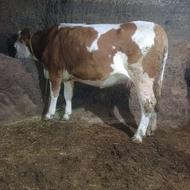 تلیسه سمینتال اصیل فوق العاده شکم اول