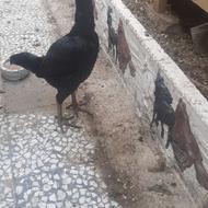 مرغ لاری مشکی آس