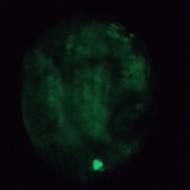 گوهر شب چراغ سیاه رنگ