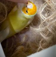 فنچ گلدین مولد