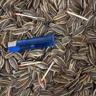 تخمه اقتاب گردان