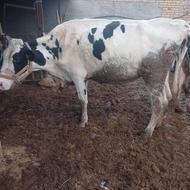 گاو شیری پرواری