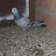 «کبوتر پرشی»