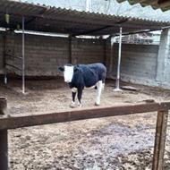 چندراس گوساله ویک عدد تلیسه