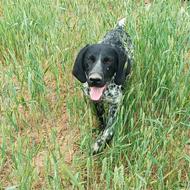 سگ دنبلانی شکاری به شرط تست سگ حرفی ..........